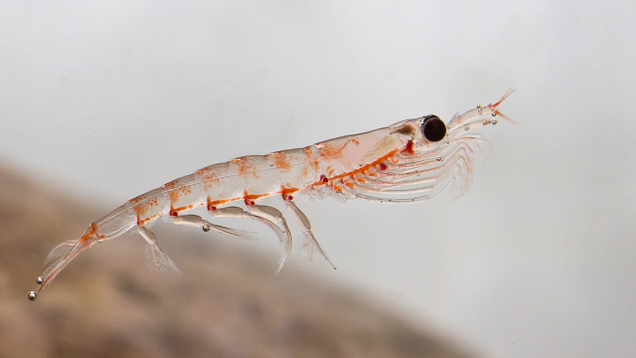 Illustration for article titled 10 Krill That Daddy
Likey